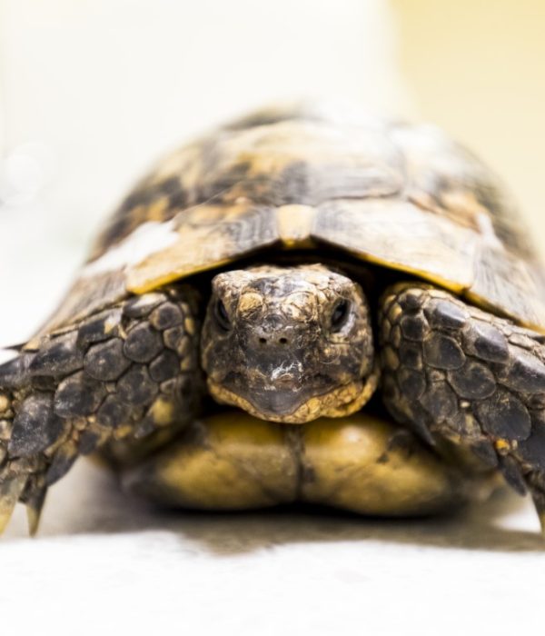 conseil tortue (2) (Medium)